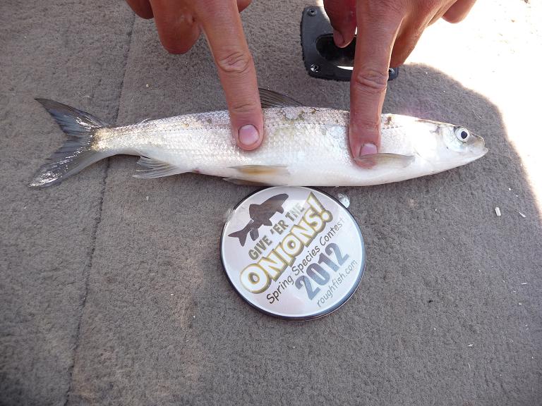 Cisco, Northern (Tullibee) Sturgesaurus